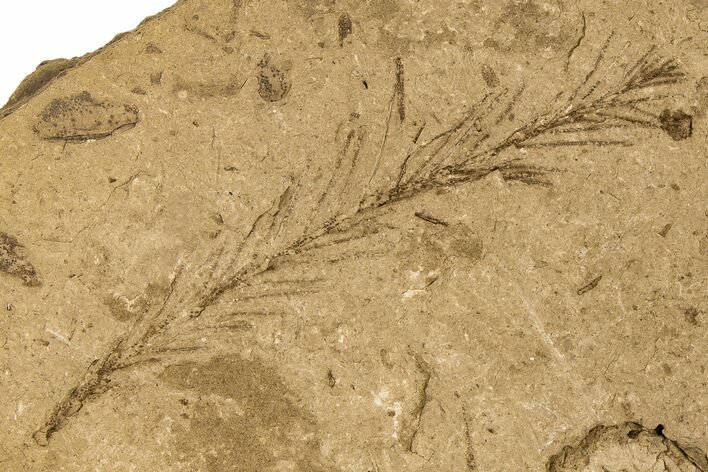 Miocene Fossil Cone and Frond (Taxodium) Plate - Idaho #189563
